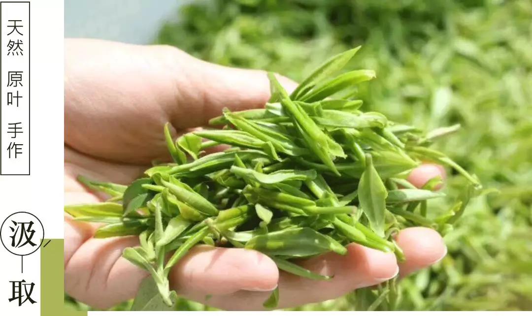 黑泷堂茶叶是天然原叶手工制作的