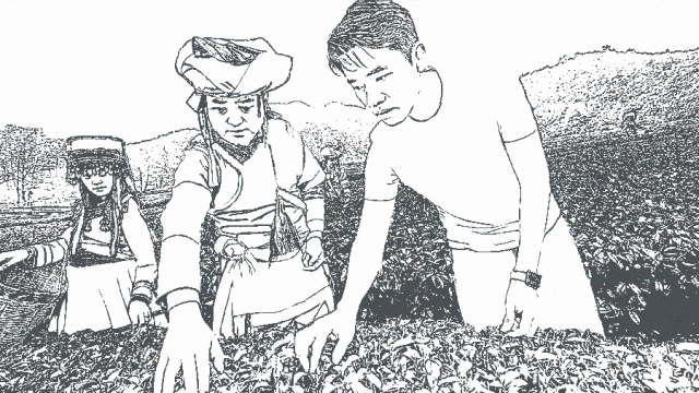 黑泷堂总裁在秘境采茶